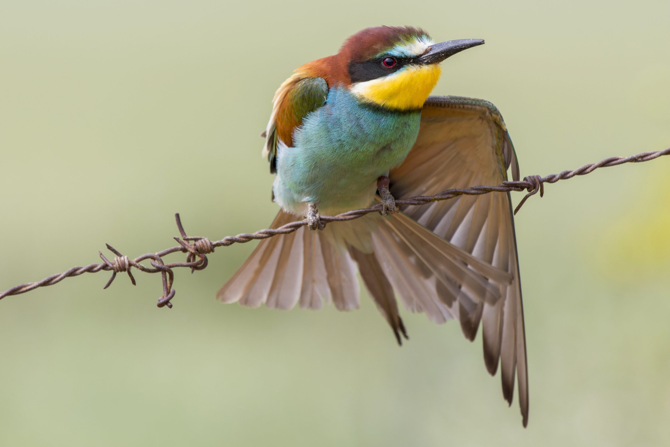 A beautiful shot of a colorful bee-eater perched on a wire