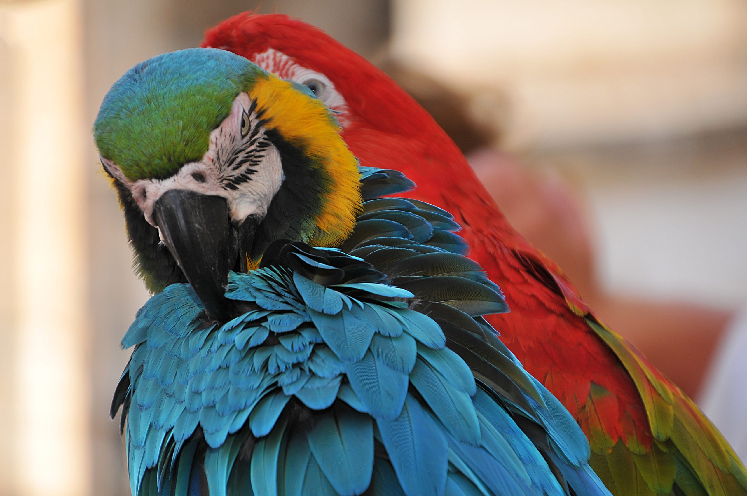 A closeup shot of two colorful macaws