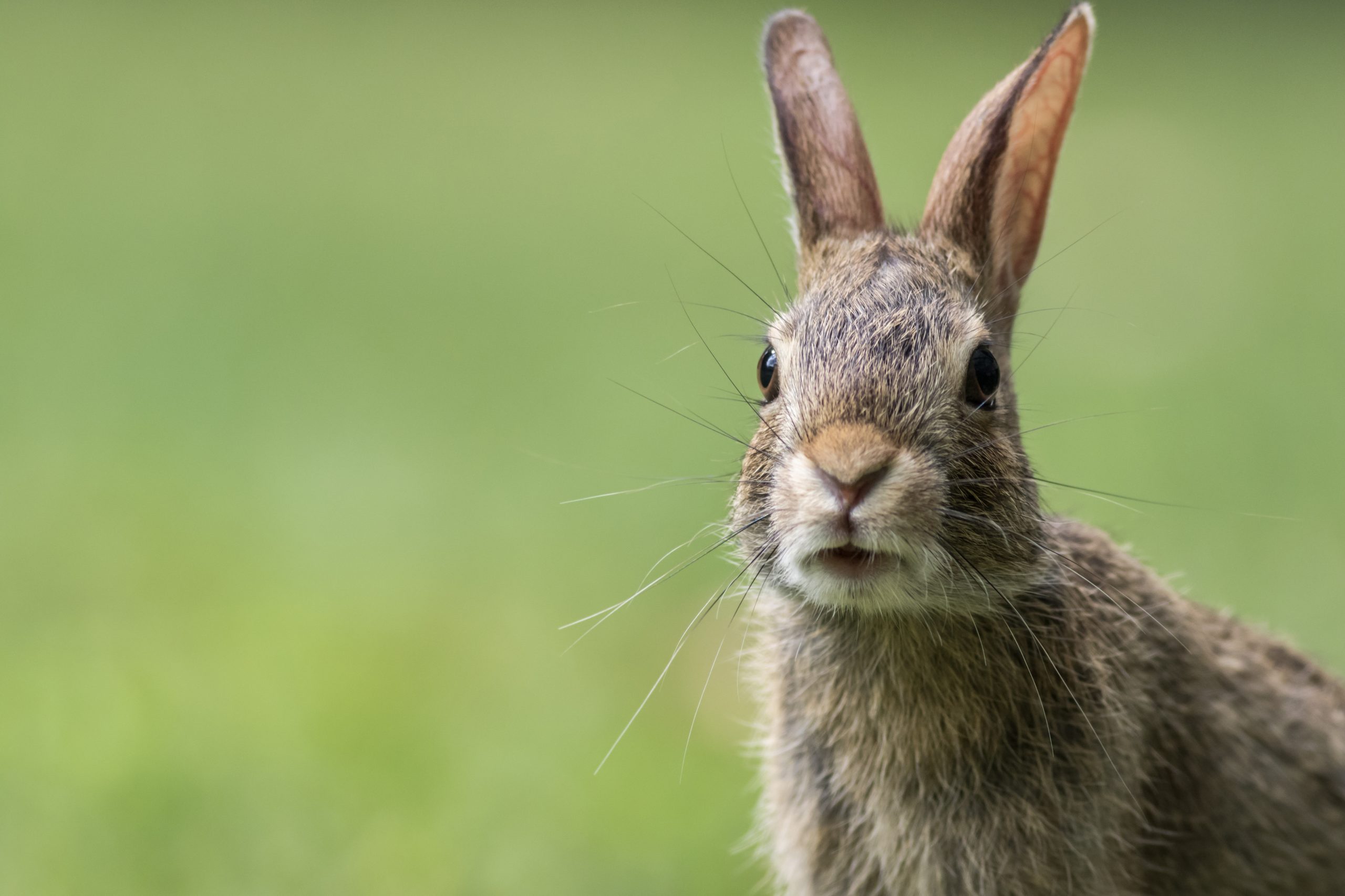 A closeup shot of a cute gray bunny