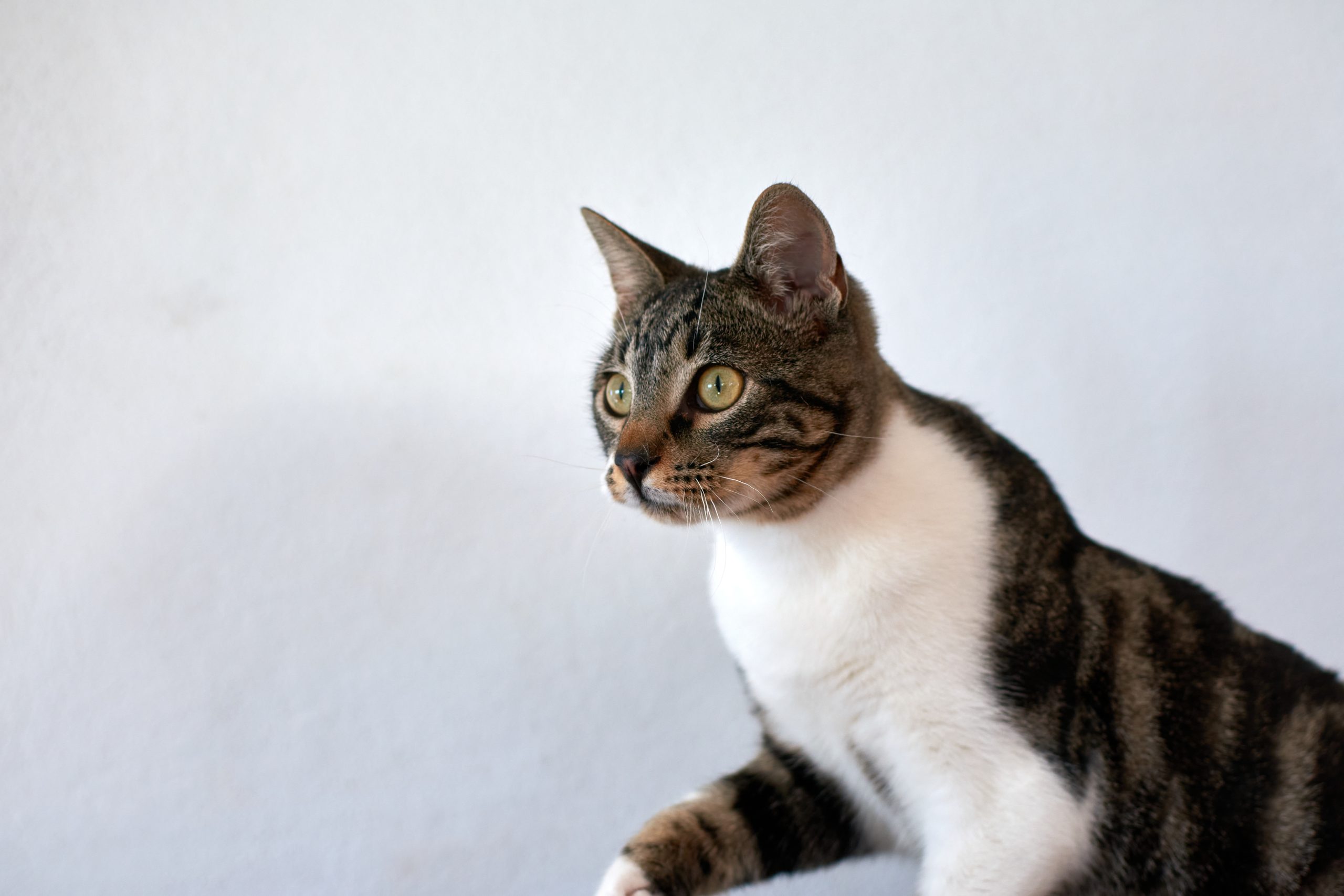 A selective focus shot of a cute green-eyed cat